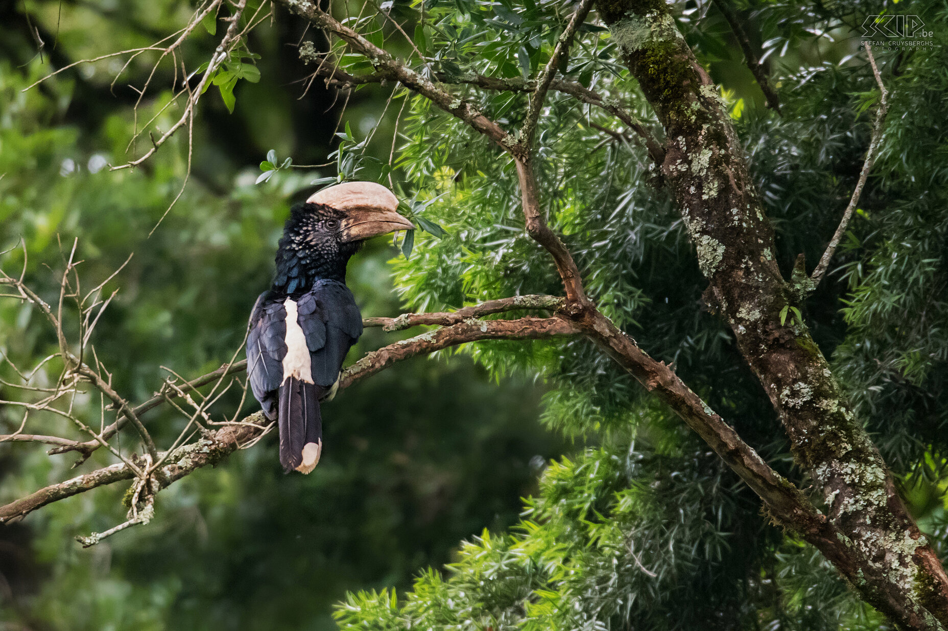 Bale Mountains - Harenna - Zilveroorneushoornvogel De zilveroorneushoornvogel oftwel zilverwangneushoornvogel (Silvery cheecked hornbill, Bycanistes brevis) is 75-80 cm lang met een opvallend grote snavel en 'hoorn' op de bovensnavel. Ze leven in tropische bossen zoals het Harenna woud. Stefan Cruysberghs